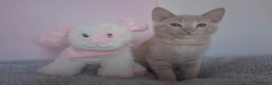 Lily