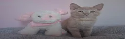 Mixed Breed cats for sale: 2 female cats for sale - Advert 2