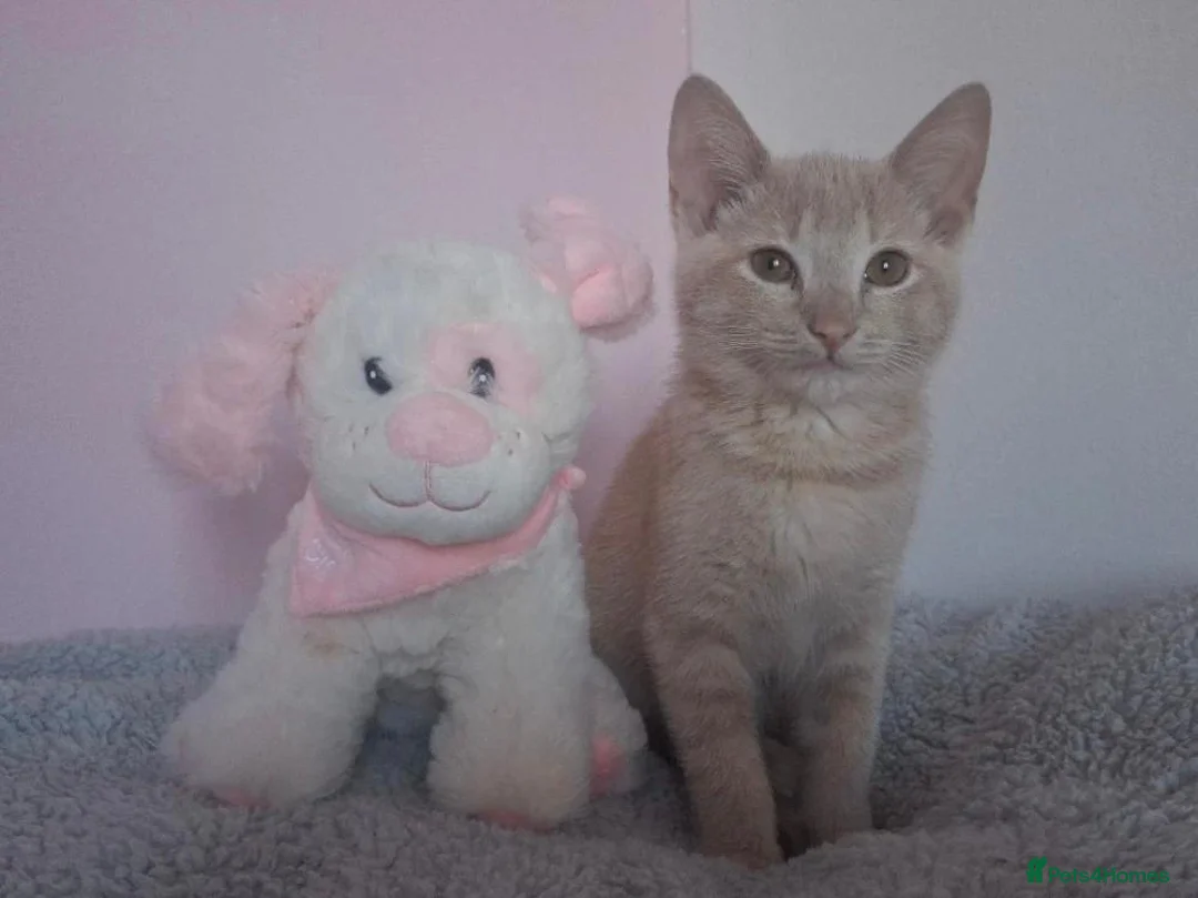 Mixed Breed cats for sale: 2 female cats for sale - Advert 2