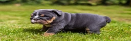 English Bulldog dogs for sale: English Bulldog Puppies  - Advert 11