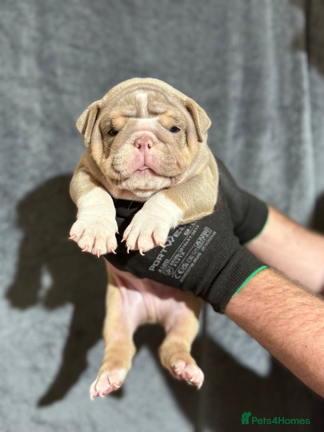 English Bulldog dogs for sale: Mr muscles pup 7 weeks old ready to go 28th  - Image 11