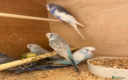 Budgerigars birds for sale: Baby budgies mixed  - Image 1