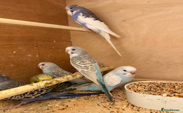 Budgerigars birds - Advert 1