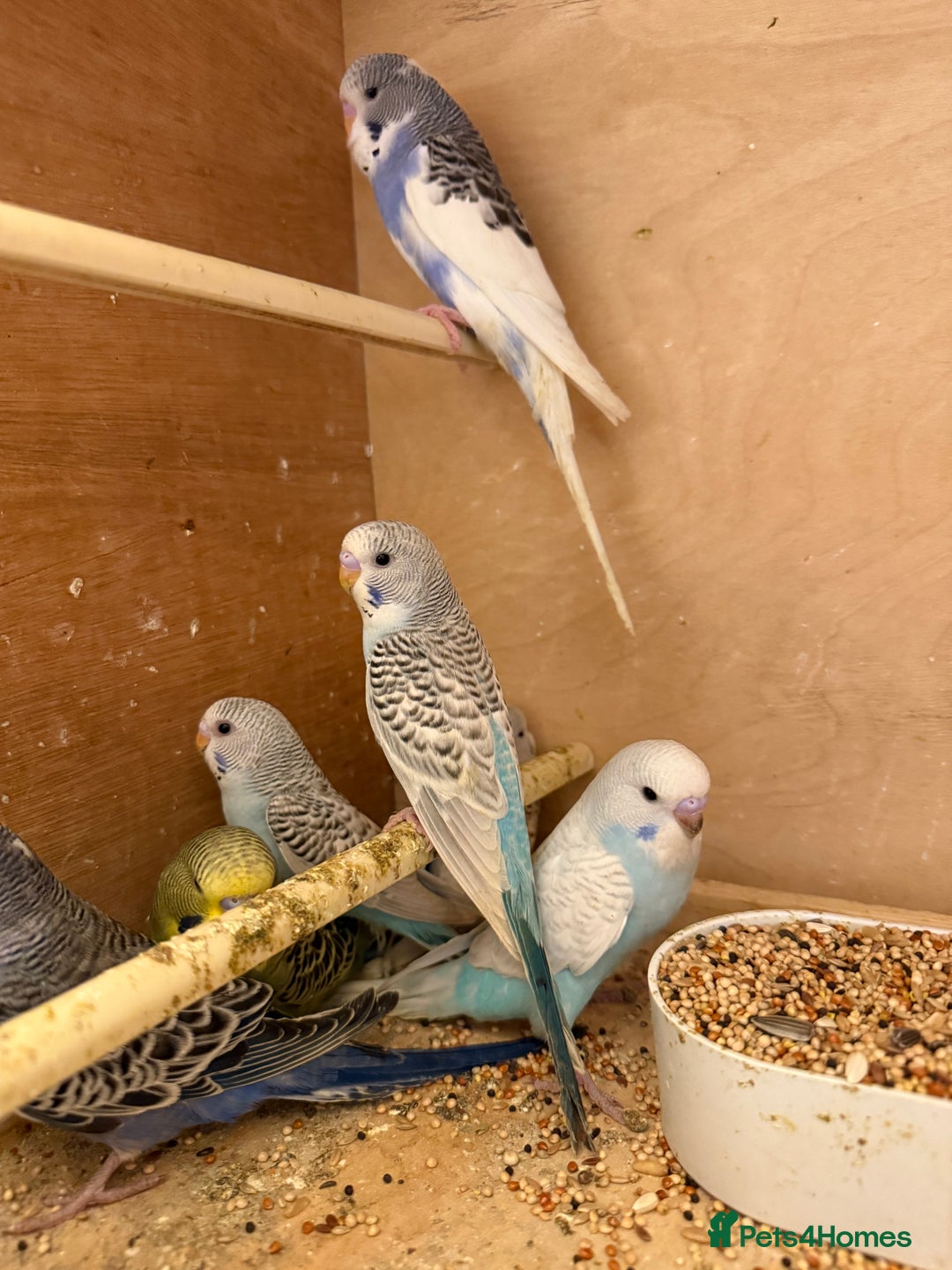 Budgerigars birds for sale: Baby budgies mixed  - Image 1