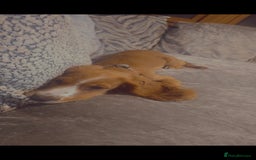 Cocker Spaniel dogs for sale: 15 week old Cocker spaniel girl  - Image 3