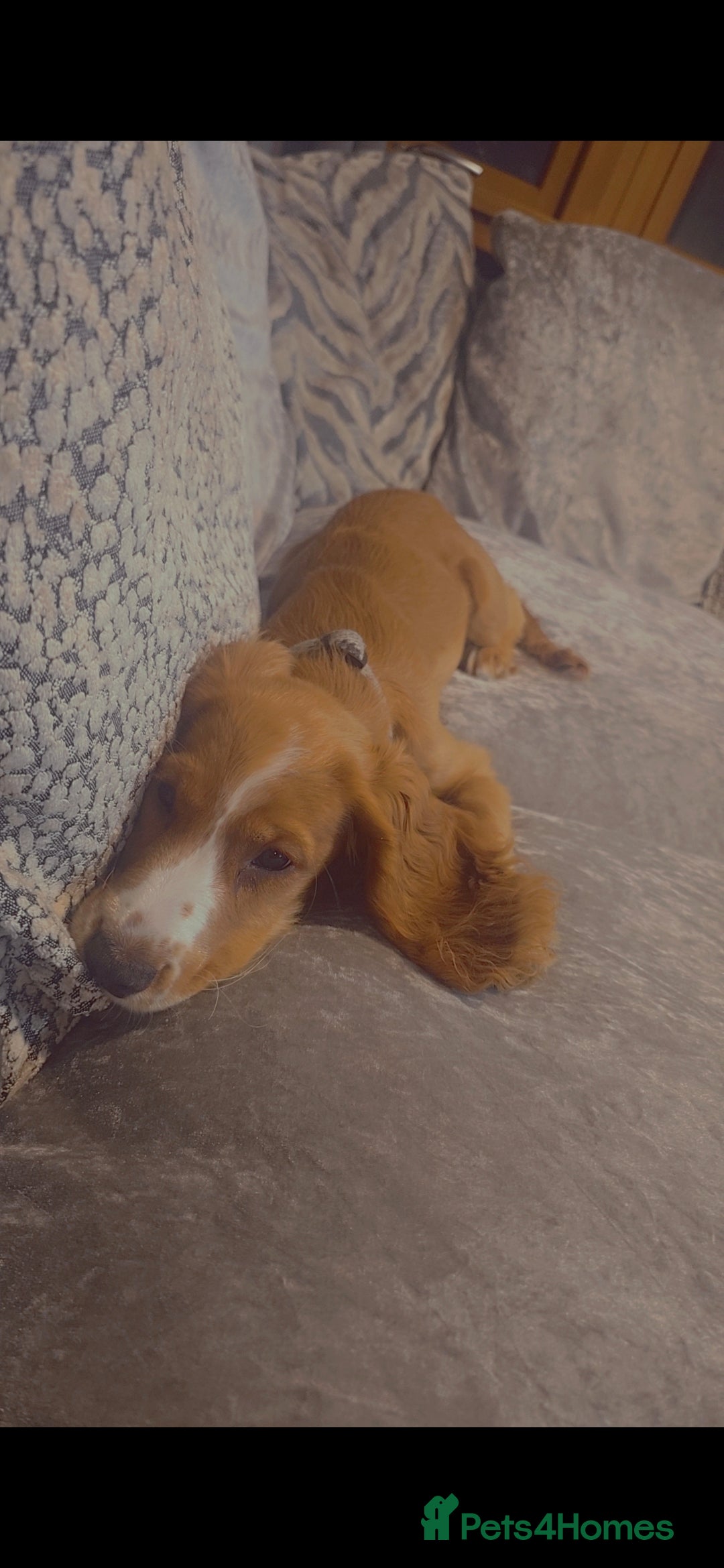 Cocker Spaniel dogs for sale: 15 week old Cocker spaniel girl  - Image 3