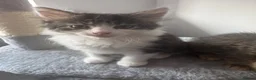 Mixed Breed cats for sale: 2 beautiful kittens looking forever home  - Advert 13