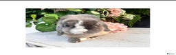 Mini Lop rabbits for sale: Hobby breeder of mini lops bunnies  in Loughborough - Advert 17