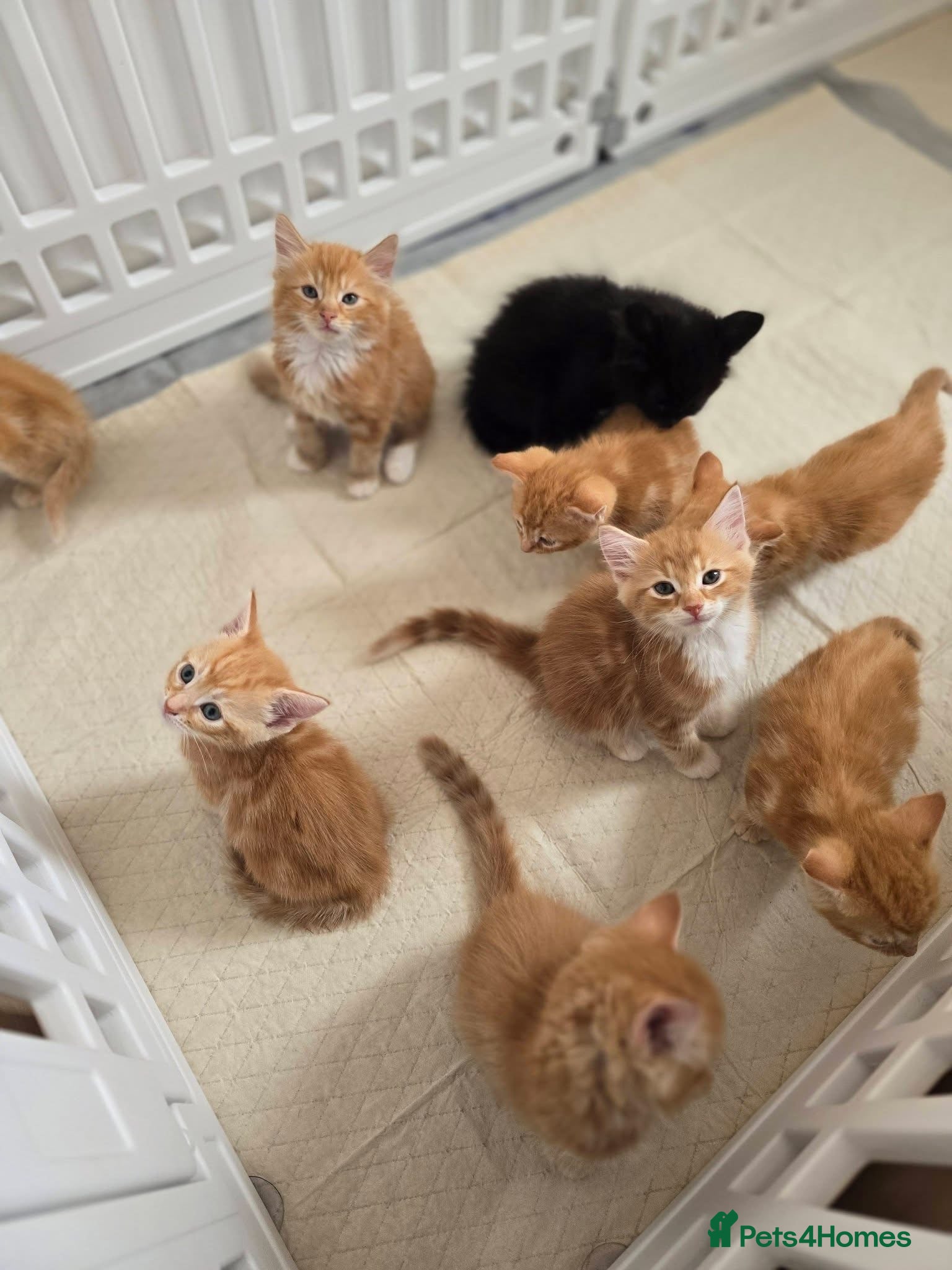 Mixed Breed cats for sale: Last Remaining Beautiful Ragdoll X Kittens m - Advert 2