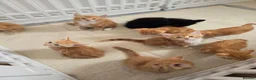 Mixed Breed cats for sale: Ready Saturday - Gorgeous Ragdoll X Ginger Kitten - Advert 13