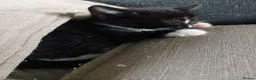 Mixed Breed cats for sale: Kittens for sale  in Solihull - Advert 2