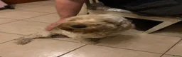 Cockapoo dogs for sale: Adorable puppies in Norwich - Advert 1