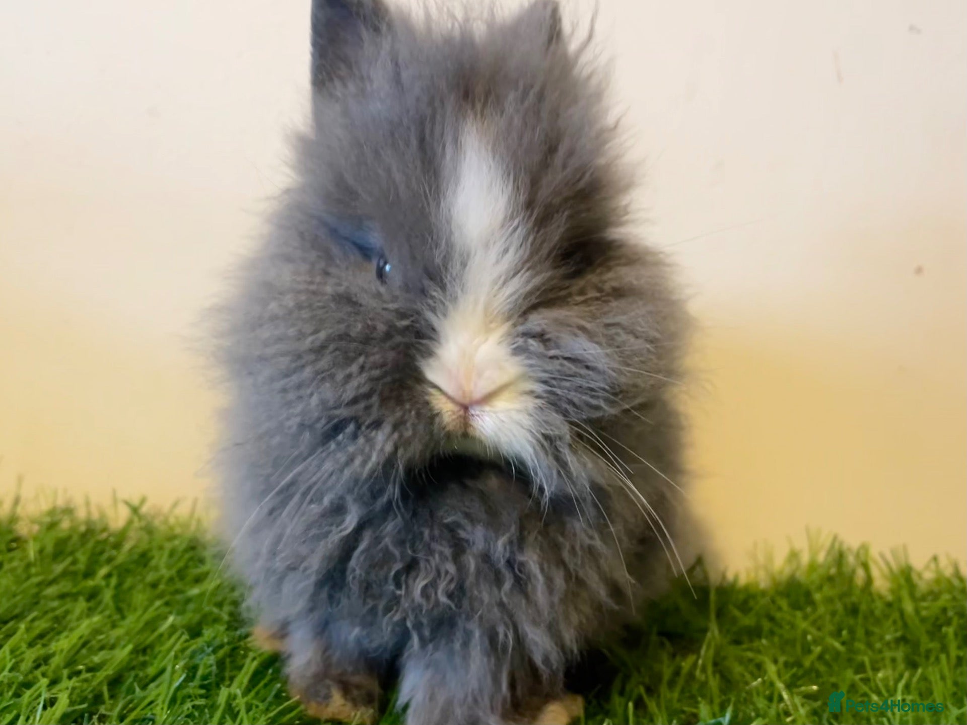 Lionhead rabbits Stunning girl❤️ - Advert 12