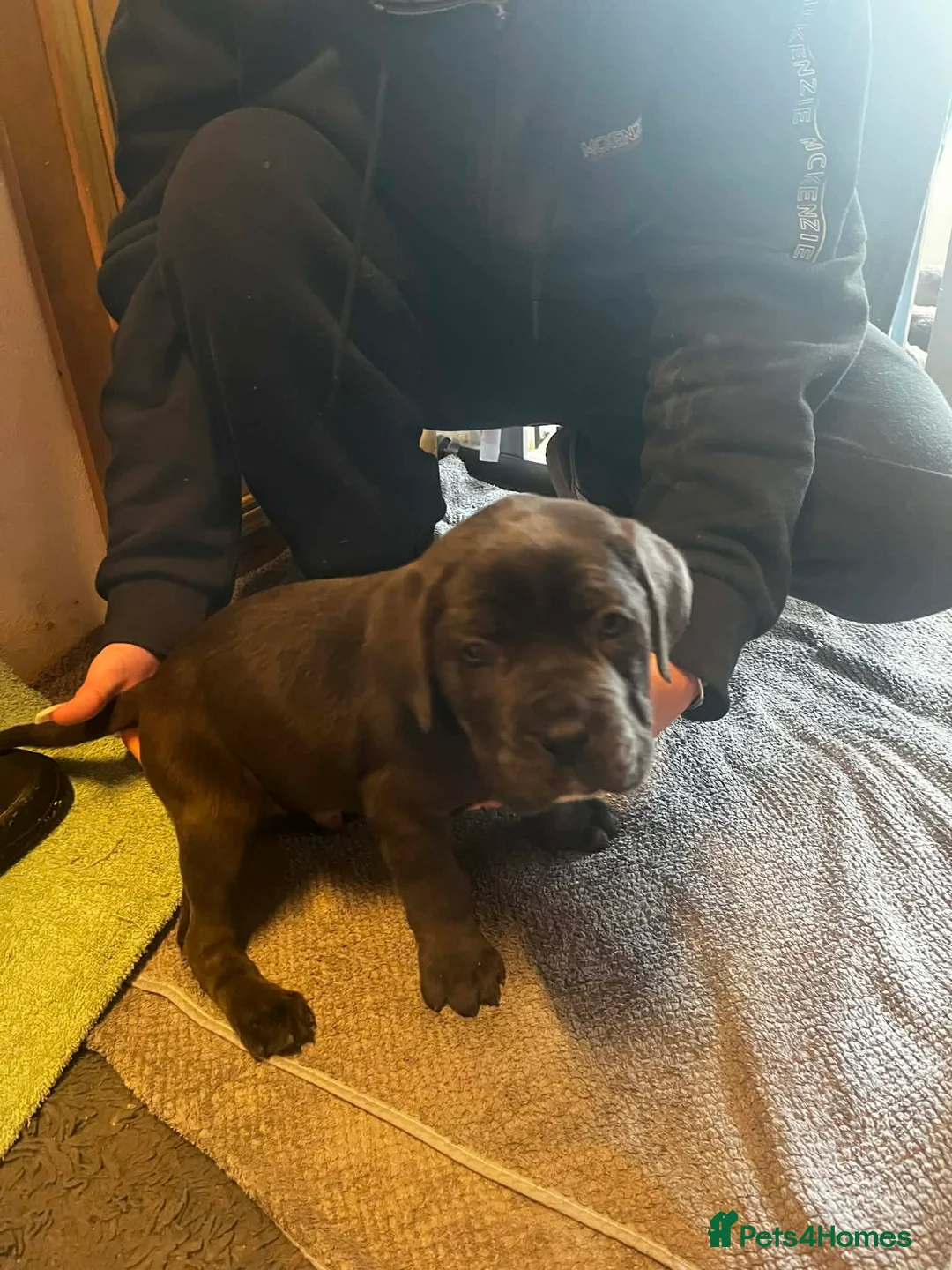 Cane Corso dogs for sale: Cane corso  - Advert 10