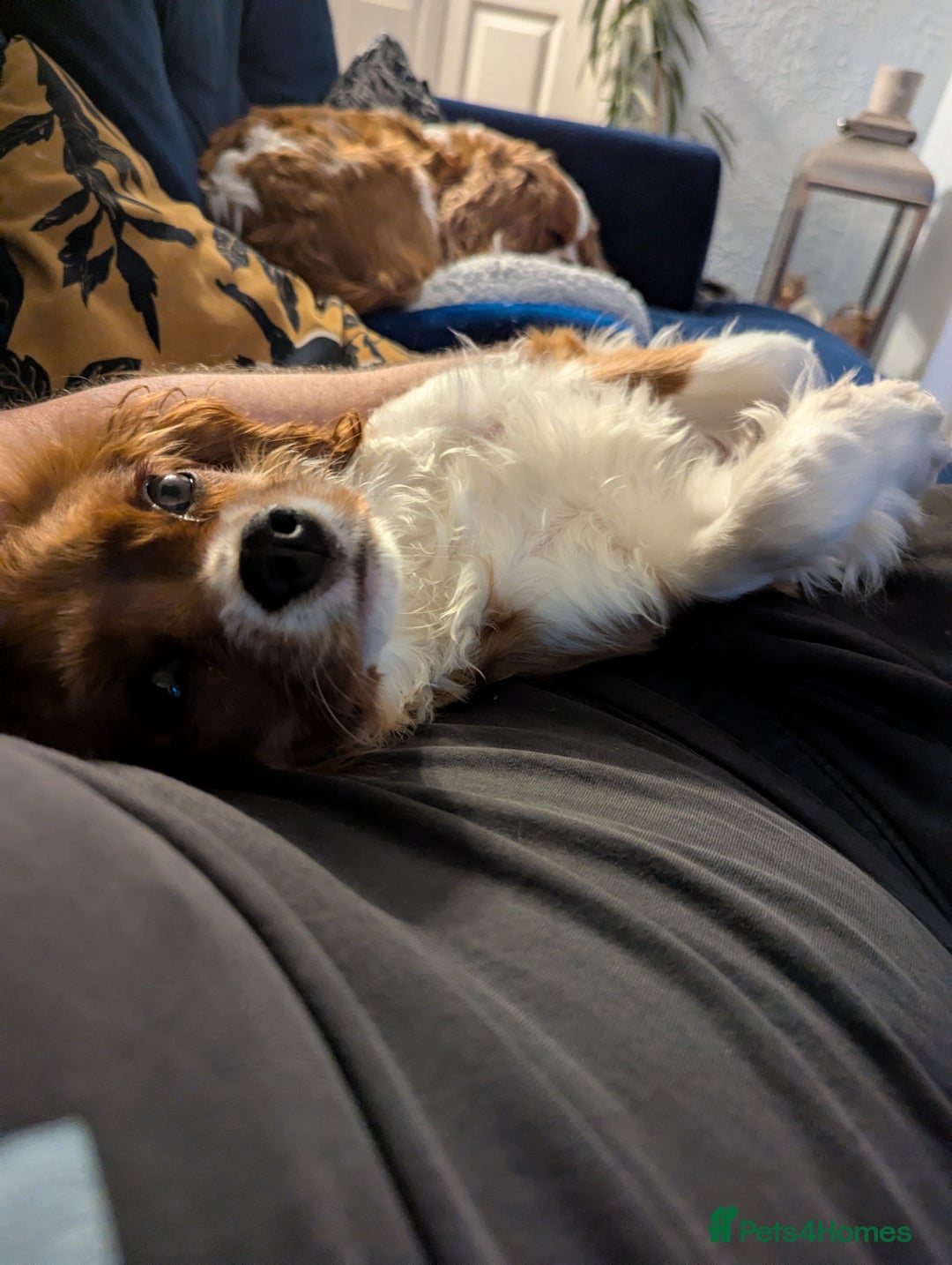 Gallery Image {{count}}