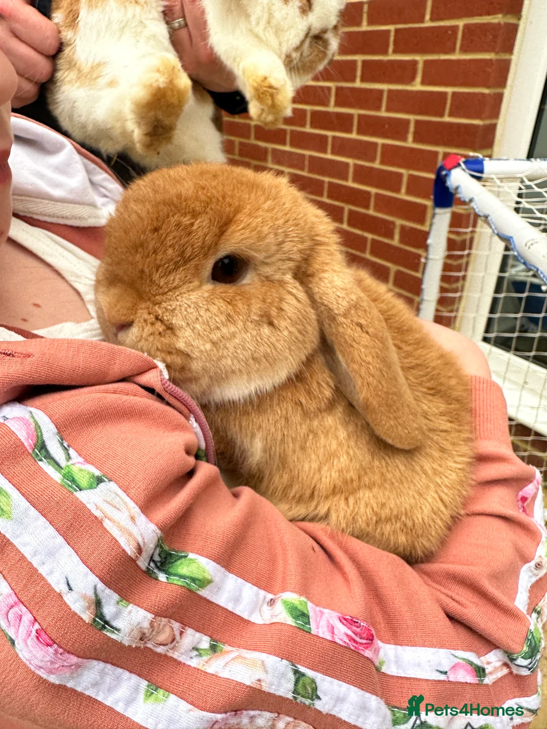 Mini Lop rabbits for sale: Handled & Loving Mini Lops - Kid Friendly  - Advert 2