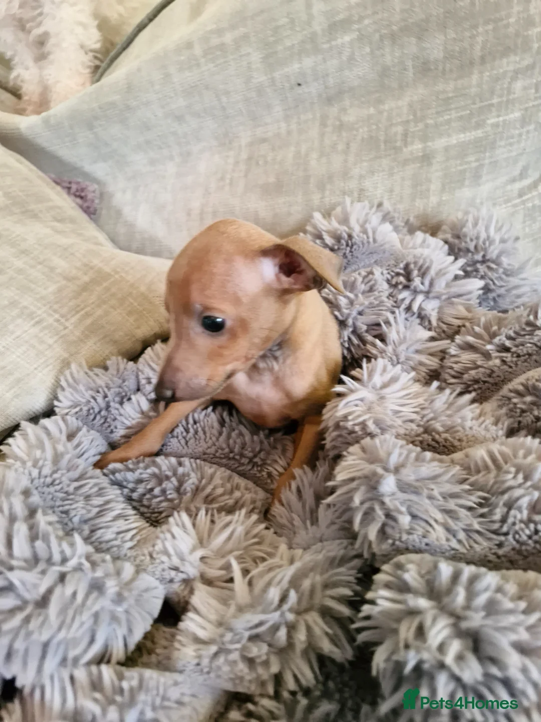 Italian Greyhound dogs for sale: KC reg Italian greyhound puppies  in Sheffield - Advert 2