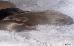 Miniature Dachshund dogs for sale: 3 handsome miniature dachshund boys! - Image 4