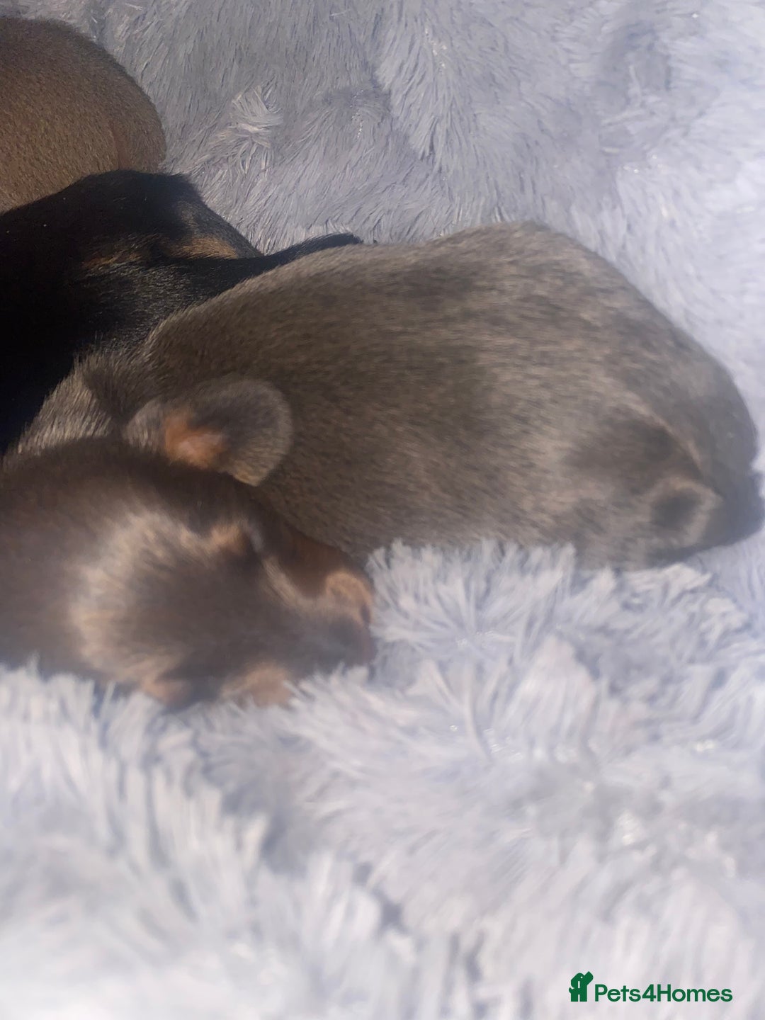 Miniature Dachshund dogs for sale: 3 handsome miniature dachshund boys! - Image 4
