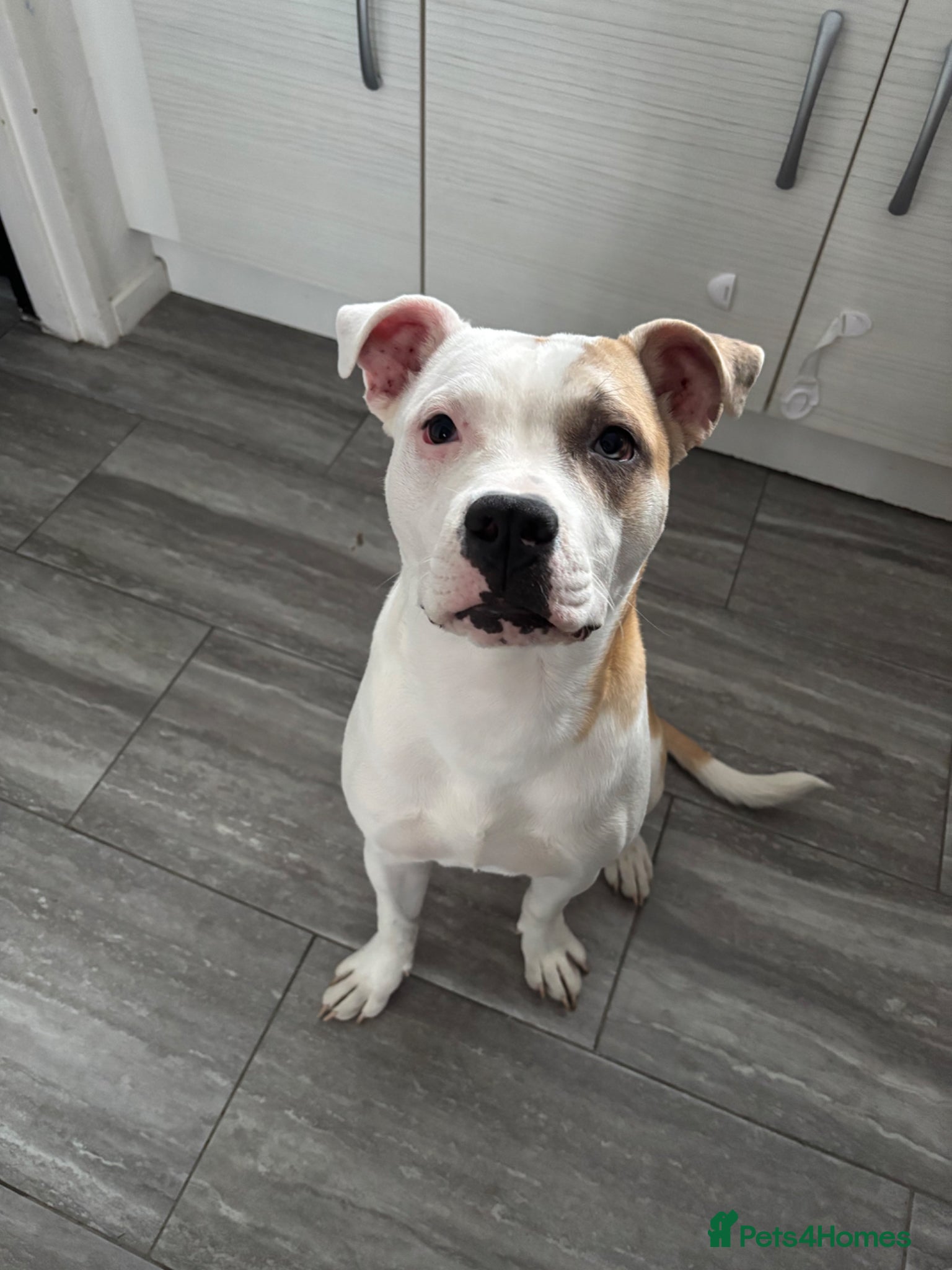 Mixed Breed dogs Bruno - 7 month staffy cross  - Advert 1