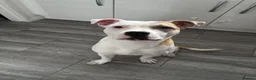 Mixed Breed dogs for sale: Bruno - 7 month staffy cross  in Sunderland - Advert 1