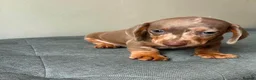 Miniature Dachshund dogs for sale: Miniature dachshund puppies - Advert 19