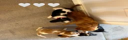 Cavalier King Charles Spaniel dogs for sale: Beautiful health tested cavalier King Charles  - Advert 4