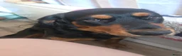 Mixed Breed dogs for sale: Rottweiler cross spaniel  - Advert 5