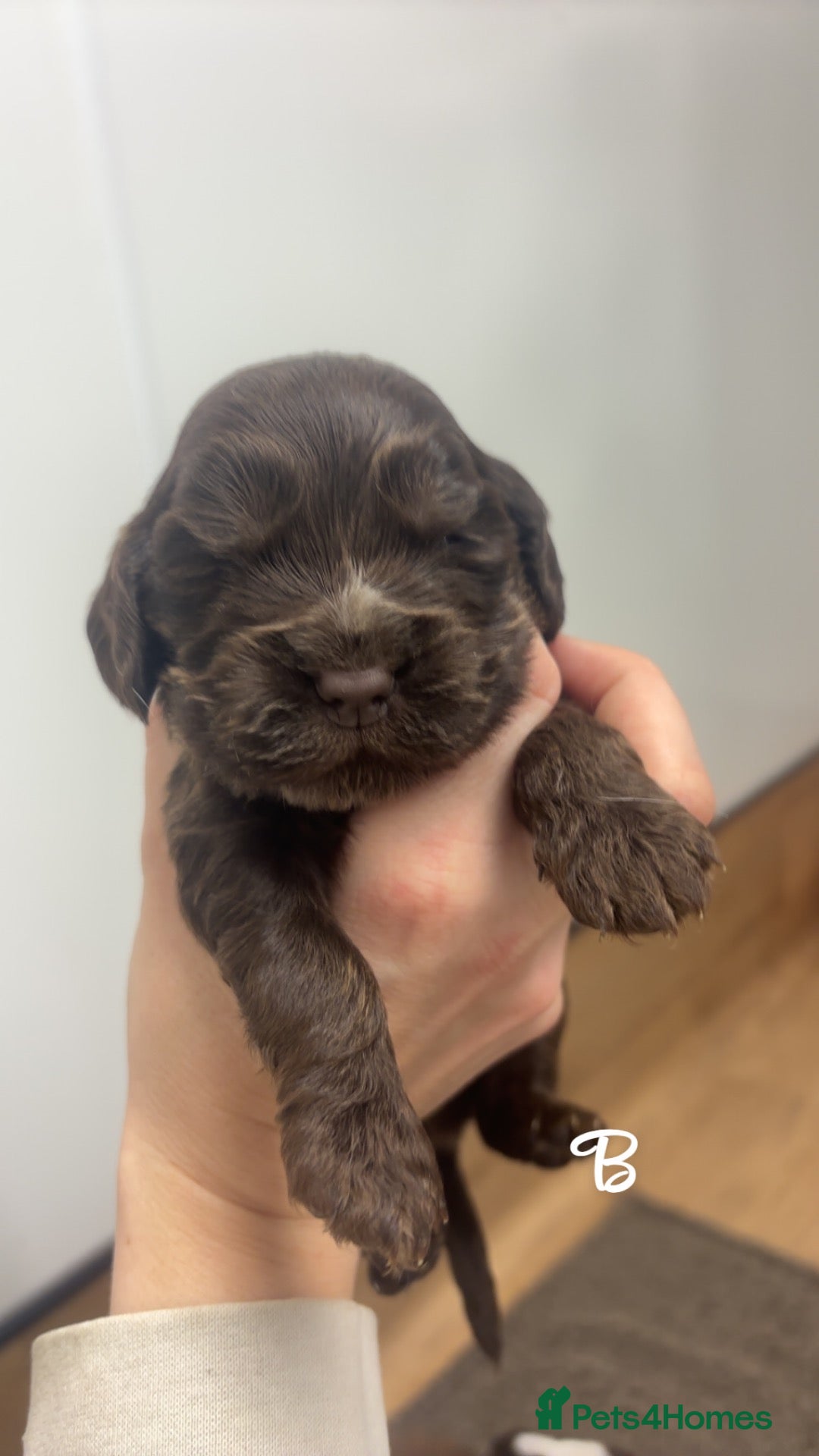 Cocker Spaniel dogs 🤎 KC show cocker spaniels 🤎 - Advert 2