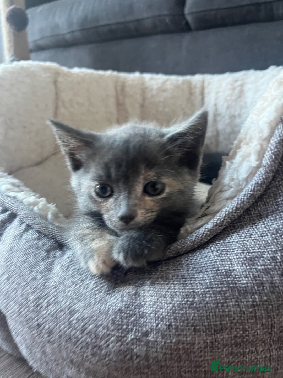 Domestic Shorthair cats for sale: Beautiful girl kittens available - Image 14
