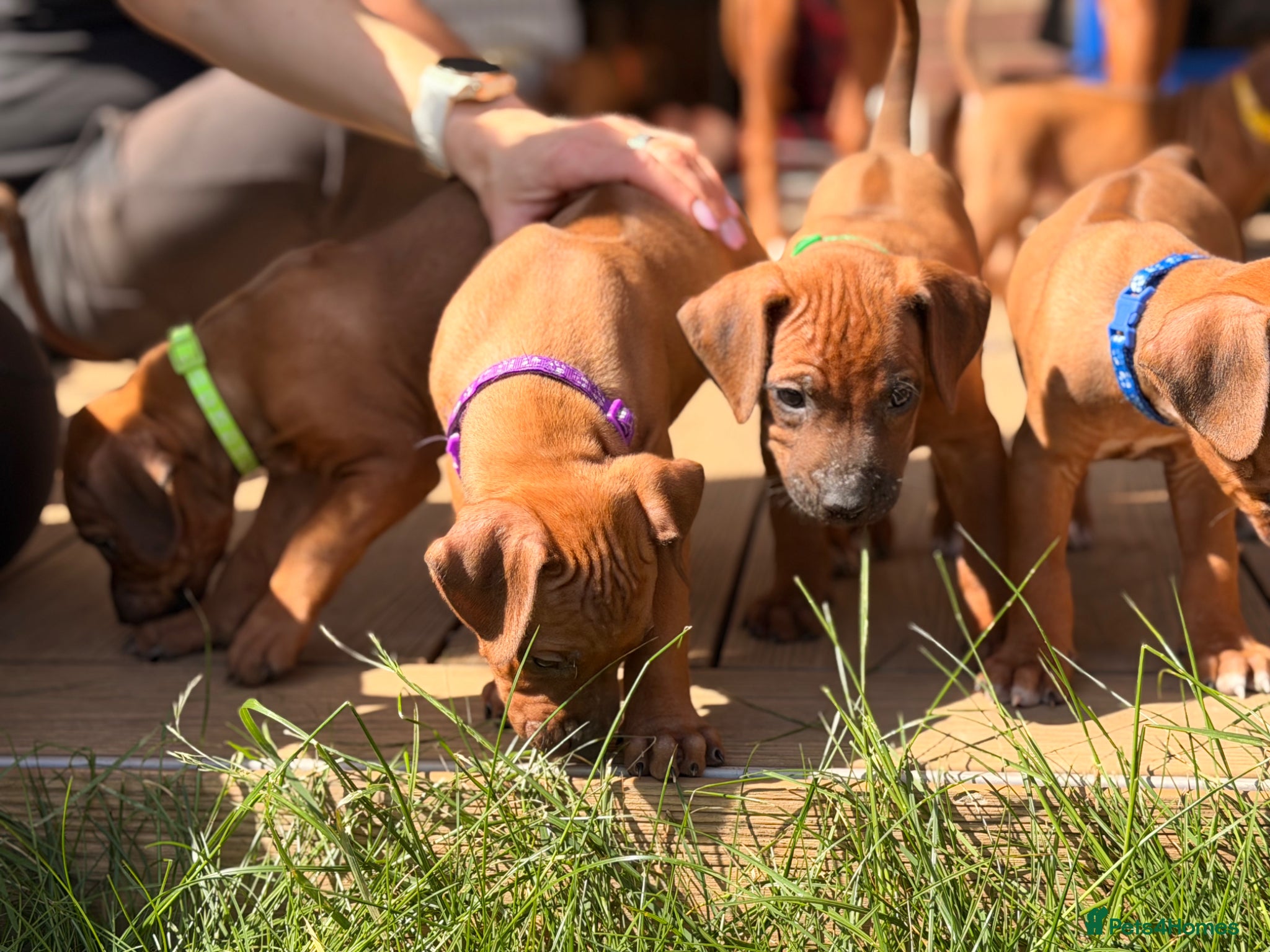 Rhodesian Ridgeback dogs Rhodesian Ridgeback Puppies For Sale - Advert 1