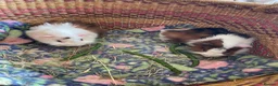 Guinea Pig rodents for sale: Beautiful baby guinea pigs - Advert 4