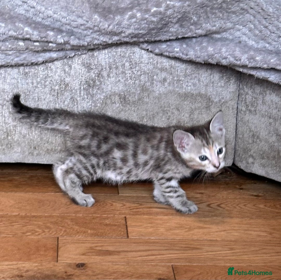 Savannah cats for sale: F4 Savannah kittens  - Advert 24