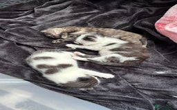 Mixed Breed cats for sale: Kittens  - Image 4