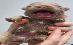 French Bulldog dogs for sale: French Bulldog Visual fluffies - Advert 26