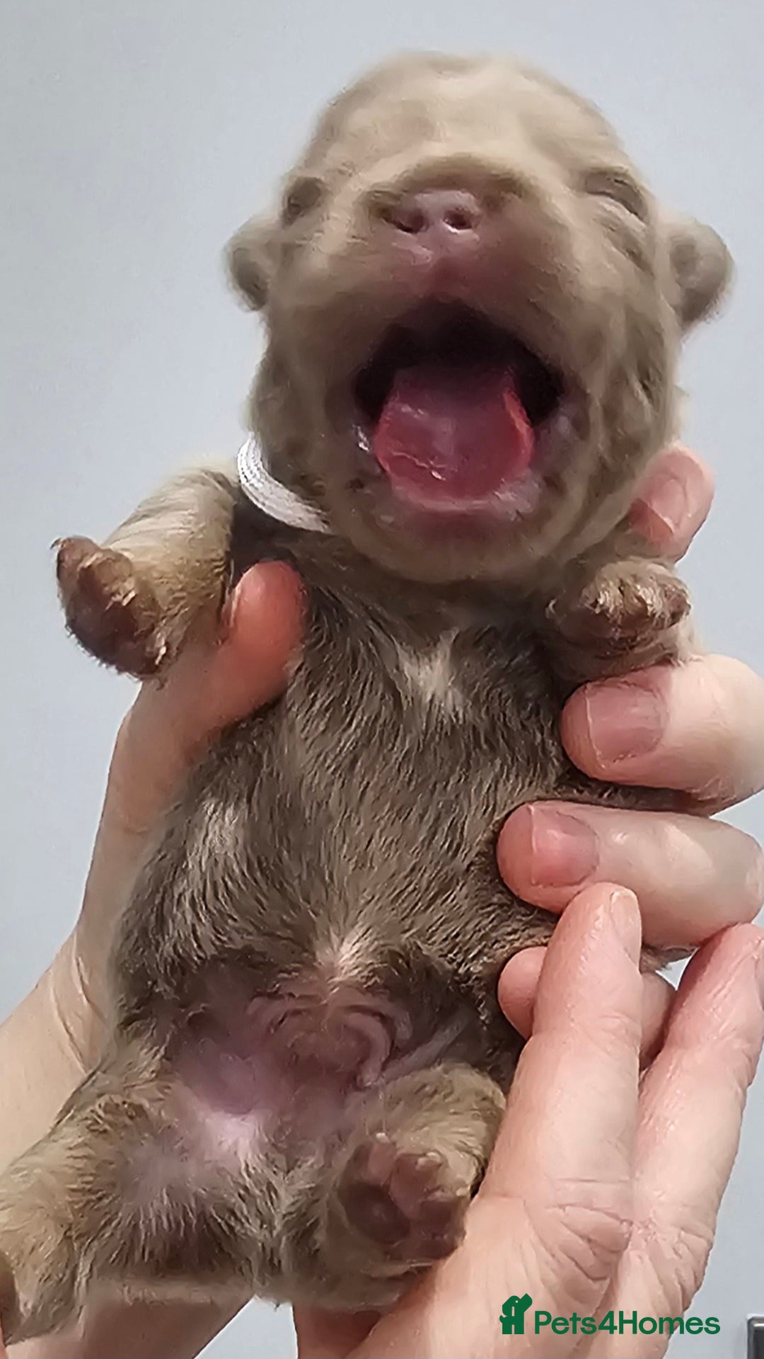 French Bulldog dogs for sale: French Bulldog Visual fluffies - Advert 26