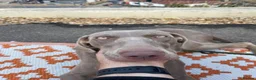 Weimaraner dogs for sale: 1 Stunning Weimaraner Puppy Boy Available - Advert 8
