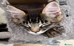 Maine Coon cats for sale: GCCF Maine Coon Kitten Stunning Girl Ready Now - Image 2
