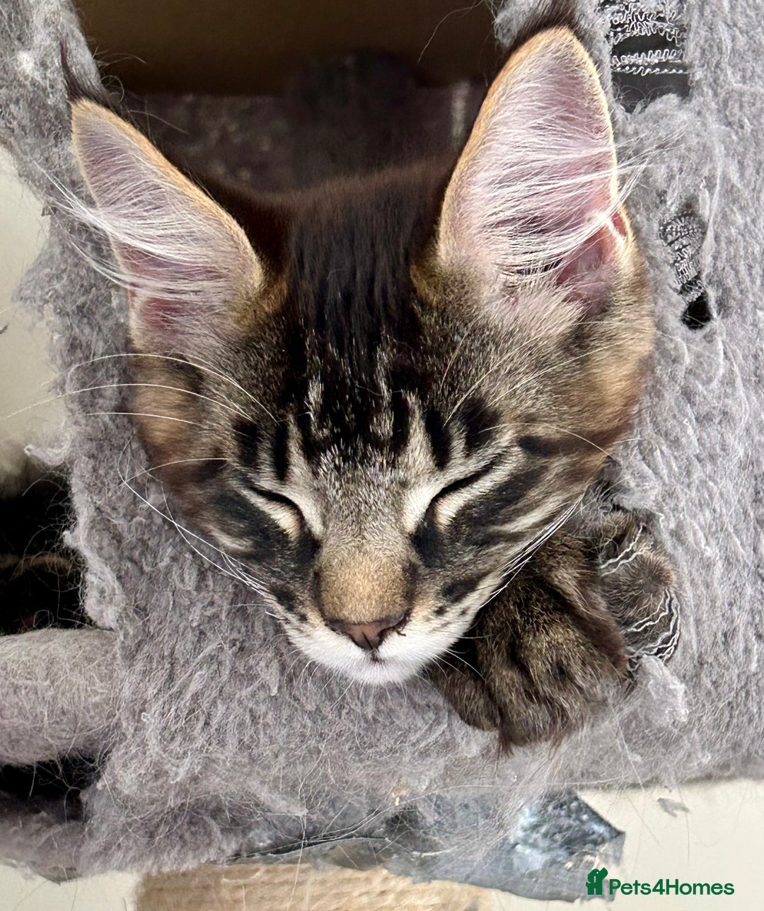 Maine Coon cats for sale: GCCF Maine Coon Kitten Stunning Girl Ready Now - Image 2