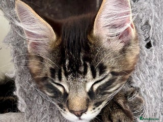 Maine Coon cats - Advert 11