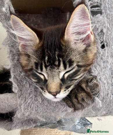 Maine Coon cats - Advert 14