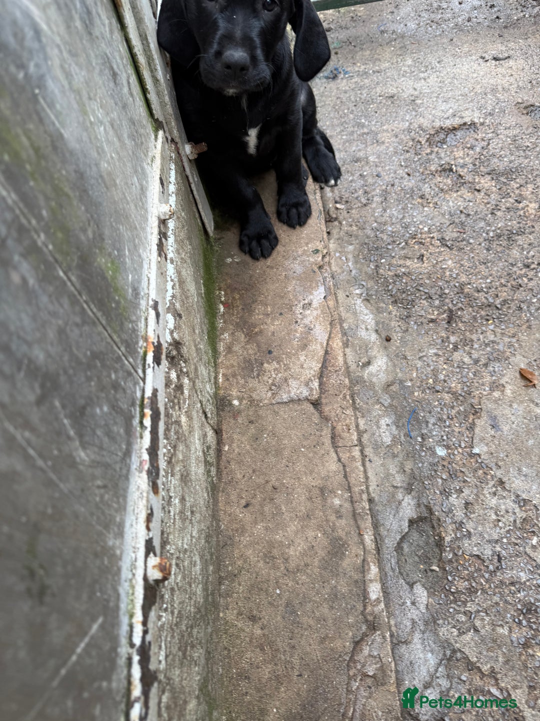 Mixed Breed dogs for sale: 2 Female puppies for sale  - Image 4