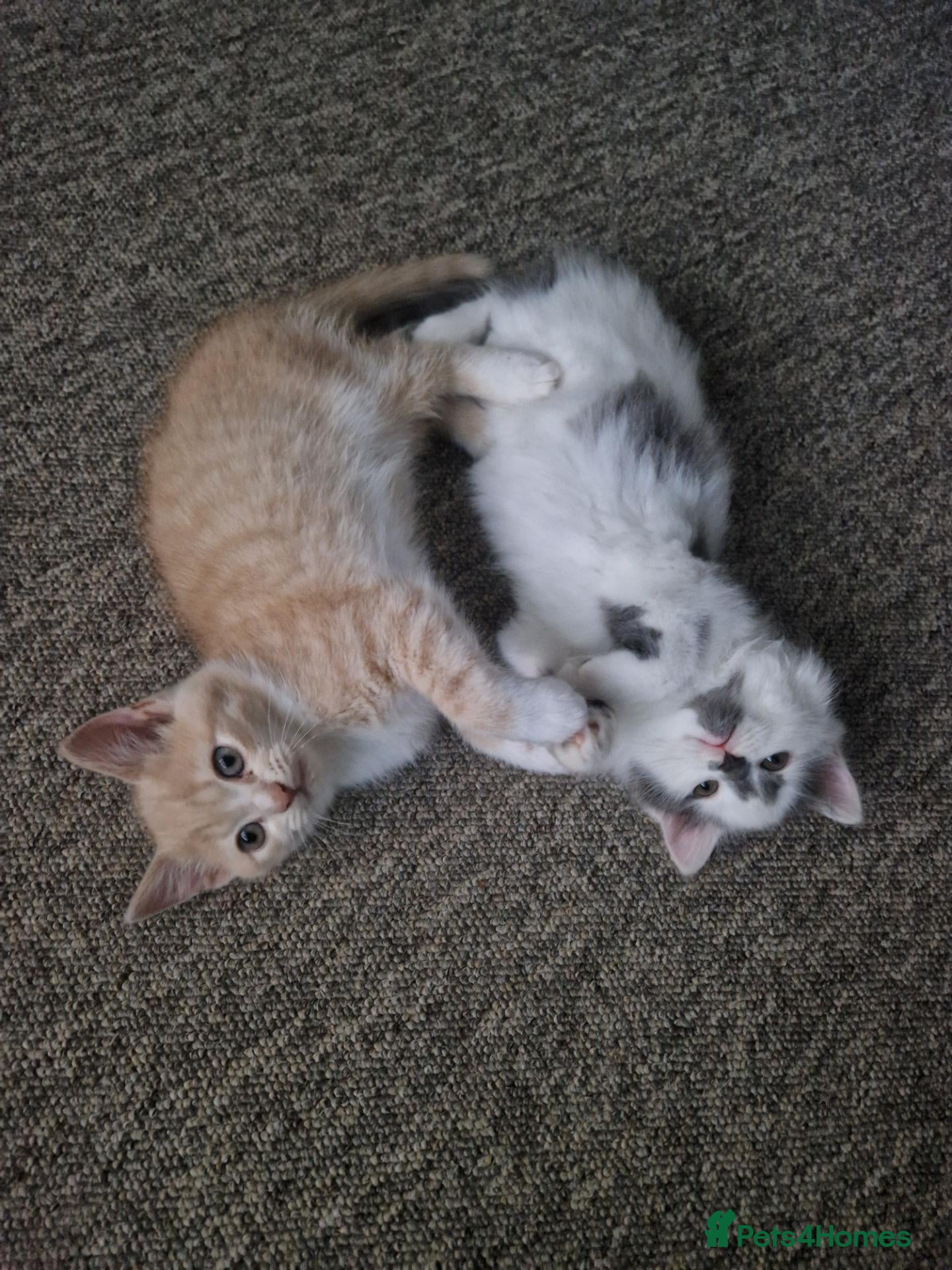 Mixed Breed cats Free - Two kittens to experienced cat owners - Advert 1