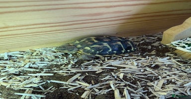 Tortoise reptiles - Advert 5