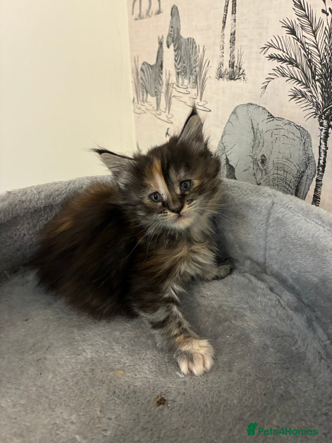 Maine Coon cats for sale: Maine Coon Kittens - Advert 5