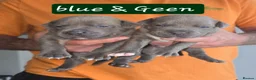 Staffordshire Bull Terrier dogs for sale: Stunning Blue Staffordshire Bull Terrier Puppies  - Advert 4