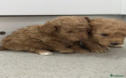 Toy Poodle dogs for sale: Tiny toy poodle boys  - Advert 5