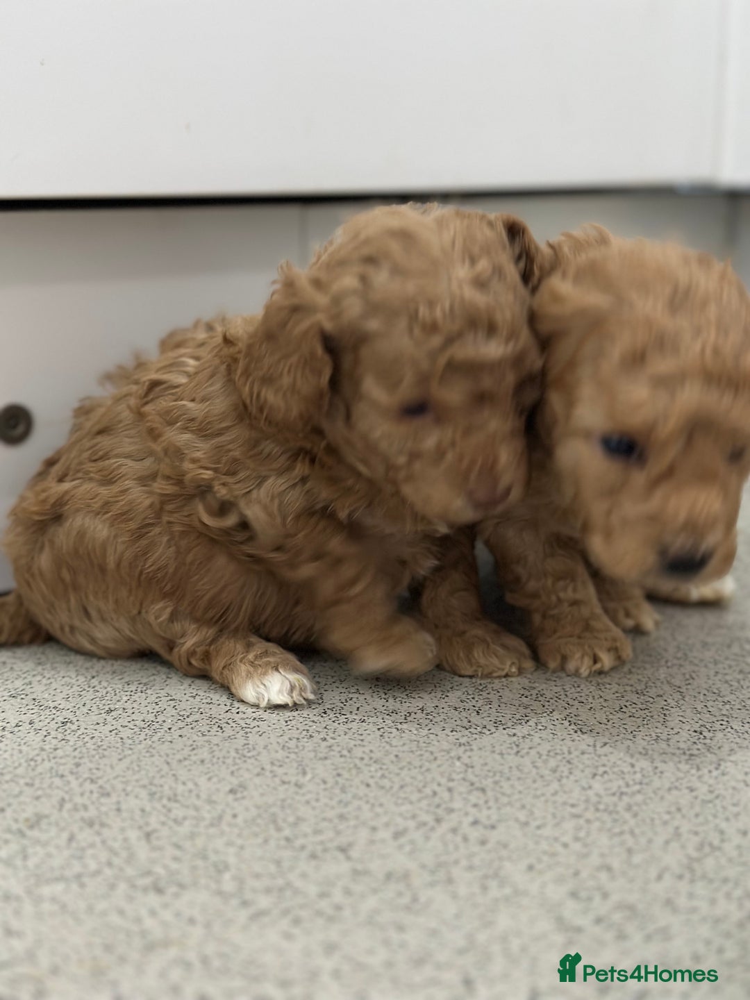 Toy Poodle dogs for sale: Tiny toy poodle boys  - Advert 5