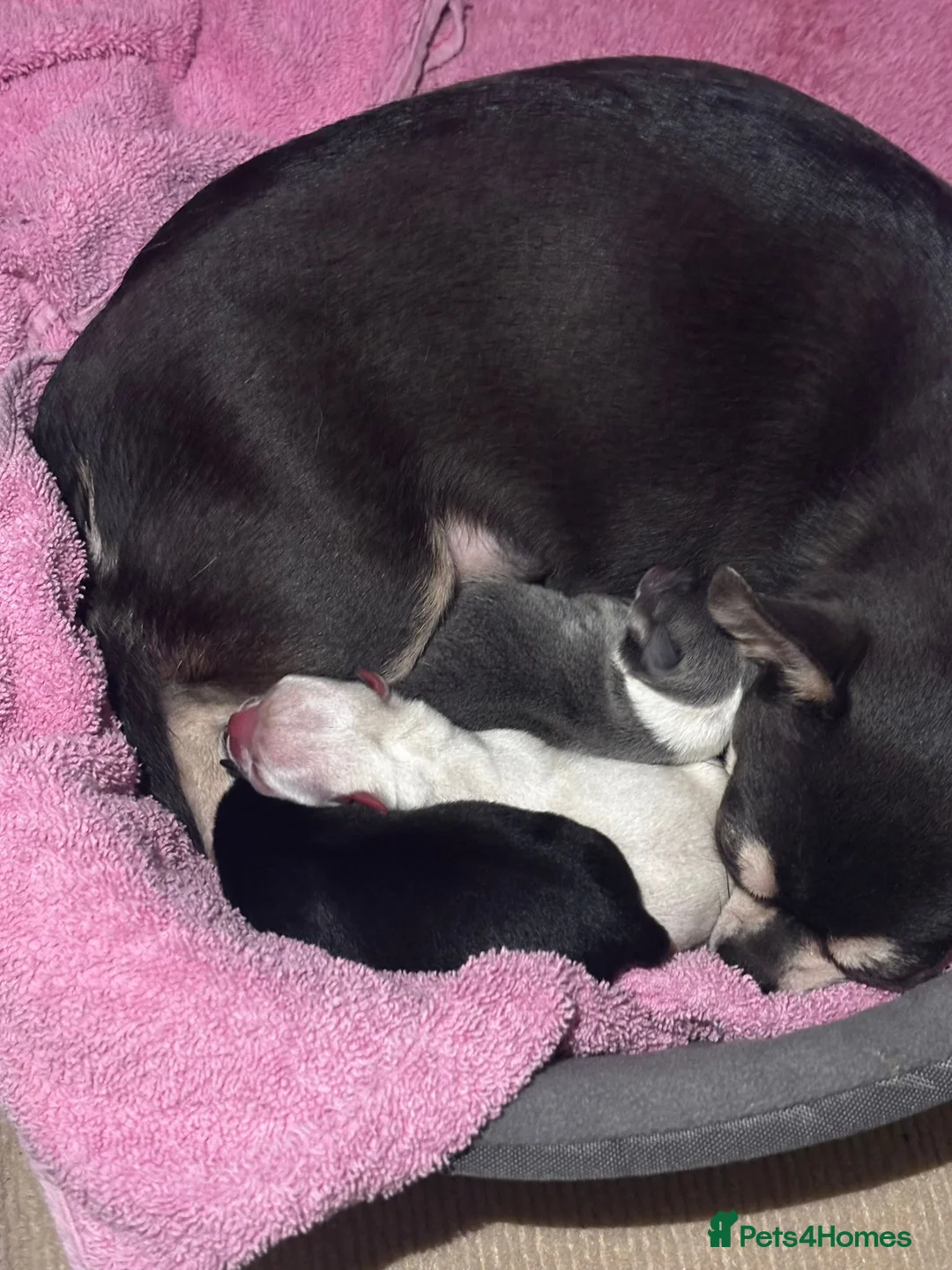 Chihuahua dogs for sale: Puppies  - Advert 1