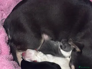 Chihuahua dogs Puppies - Advert 13